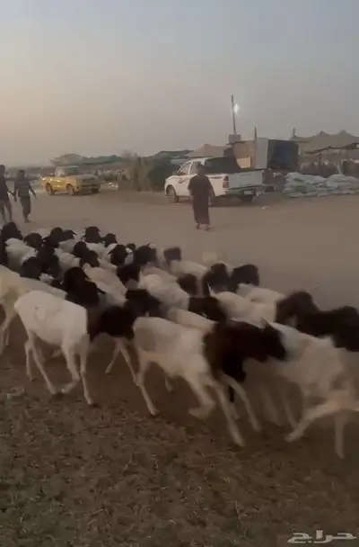 ضحيا غنم بربري صنف فل الفل 8