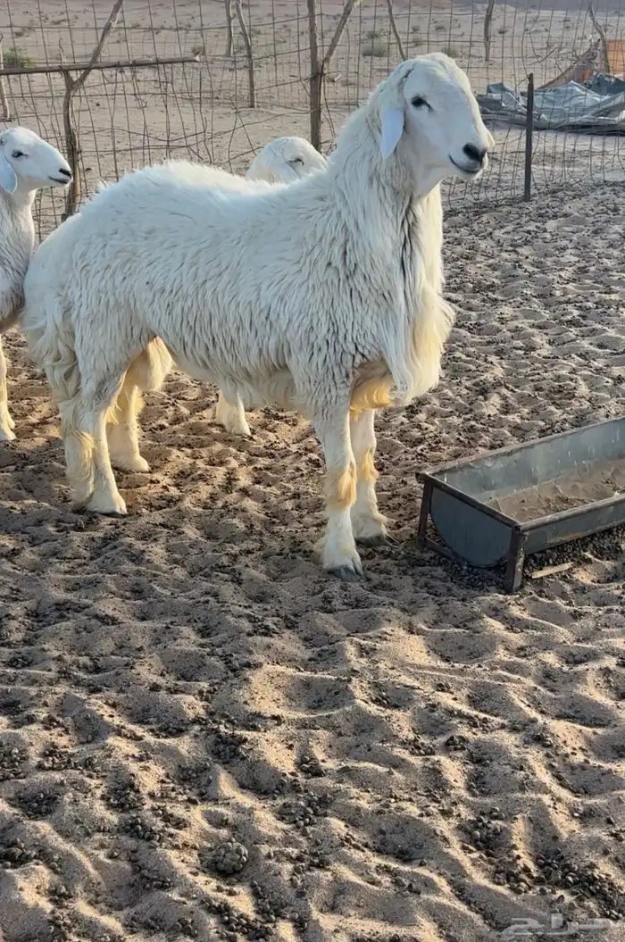 للبيع طلي حري صنف جذع مشروط وحار 2