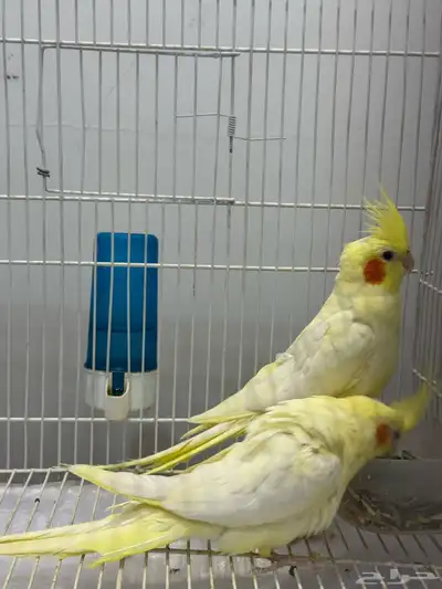 طيور كروان لاتينو 3