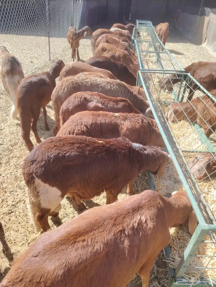 نعيمي اردني وسواكني للأعراس والمناسبات 6