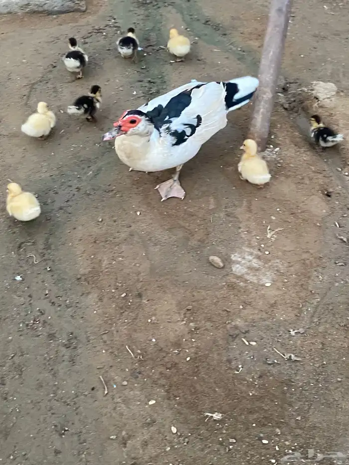 بط مع إنتاجها 1