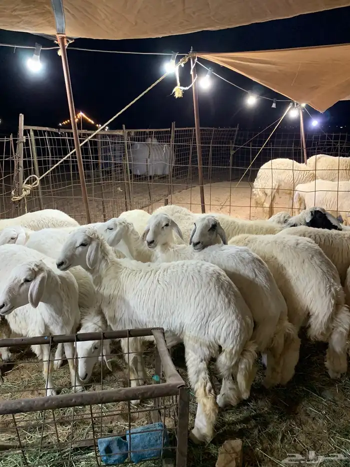 ذبايح فاخره 9