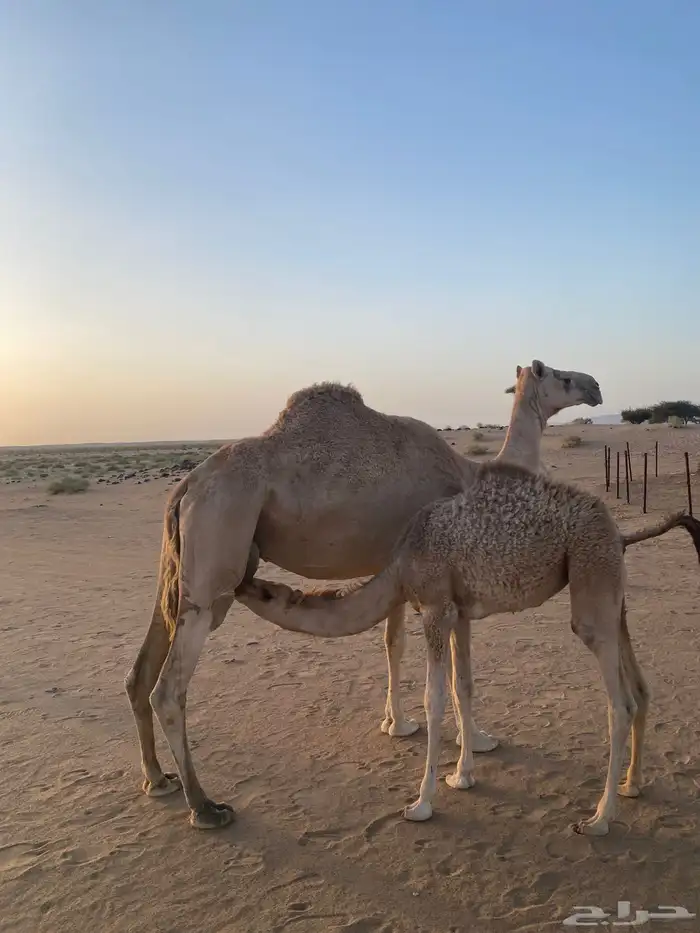ناقه 0
