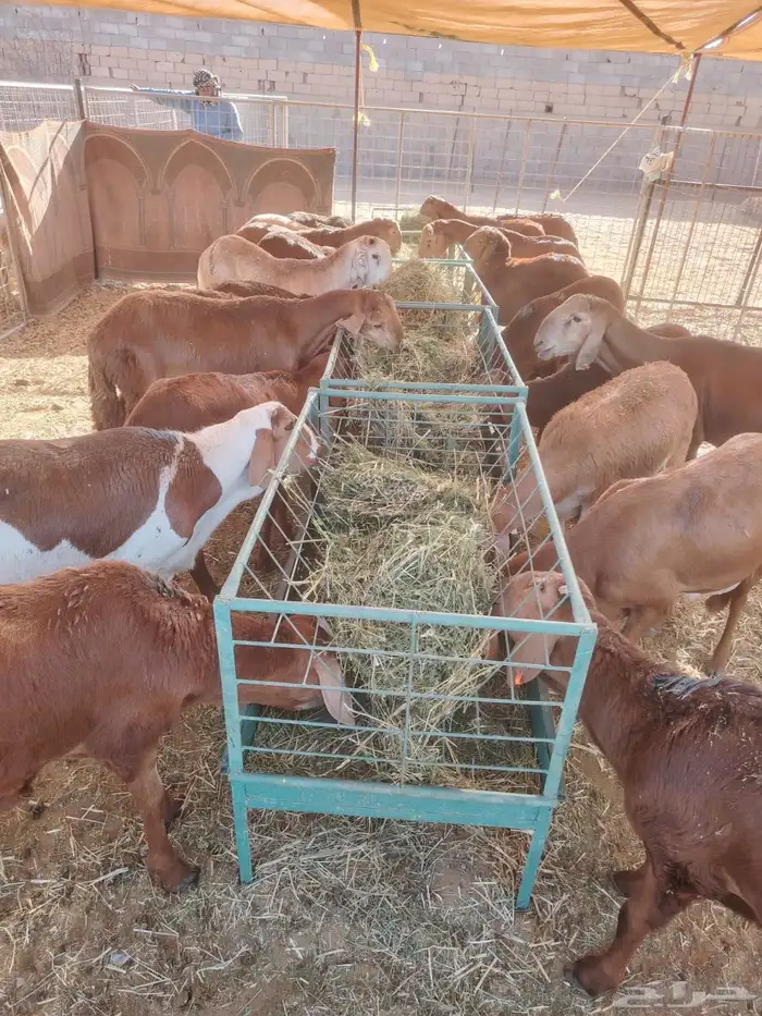 غنم للبيع.. برابر وتيوس للجمله 17