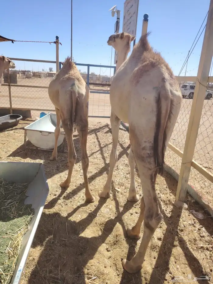 غنم للبيع.. برابر وتيوس للجمله 19