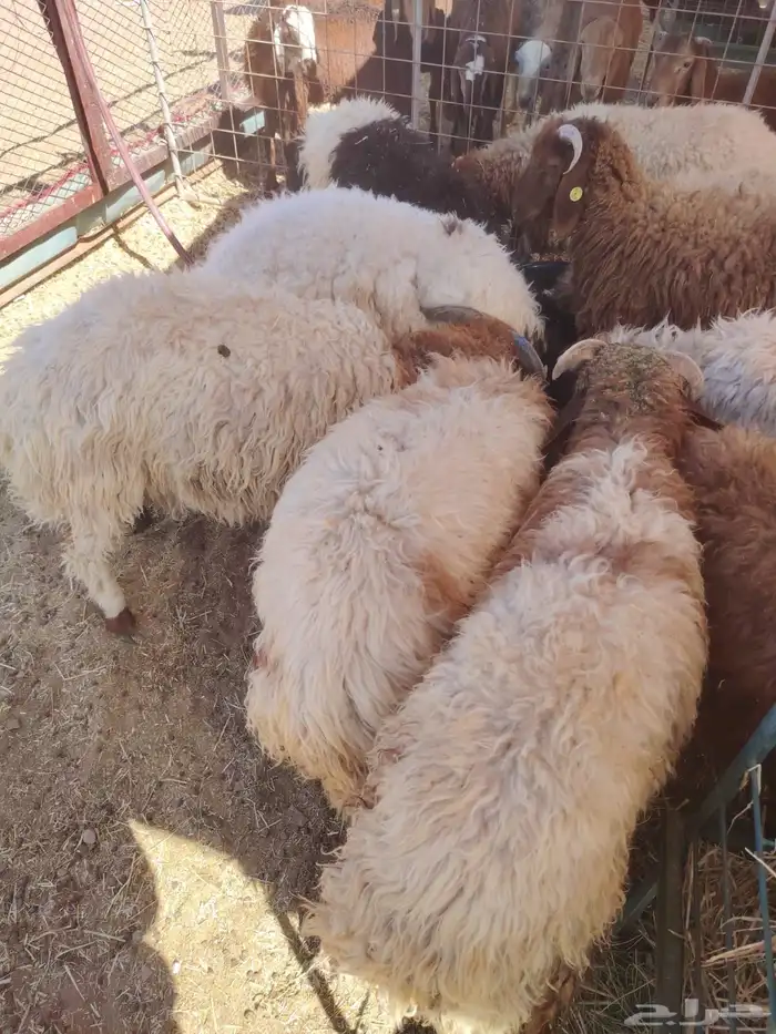 غنم للبيع.. برابر وتيوس للجمله 20