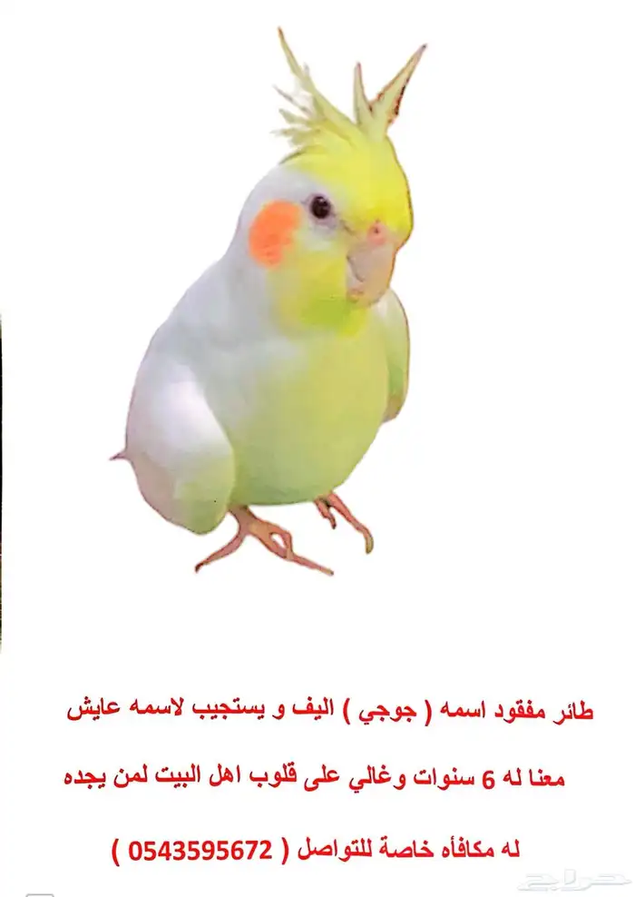 طير كروان مفقود 1