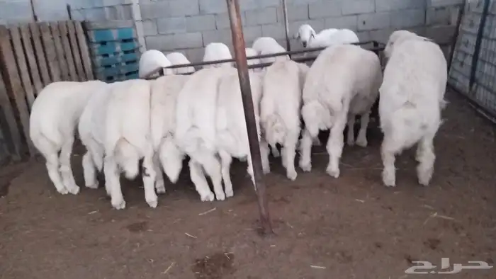 ضحايا حري ذبايح اضحية 0