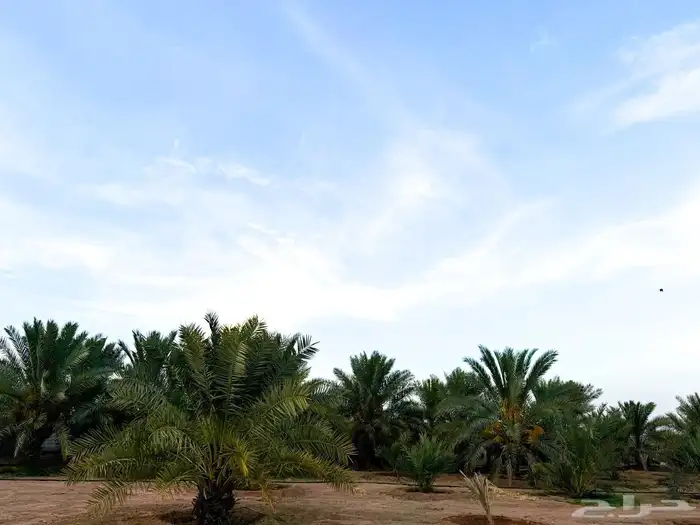 مزرعة للبيع شمال رياض الخبراء 15