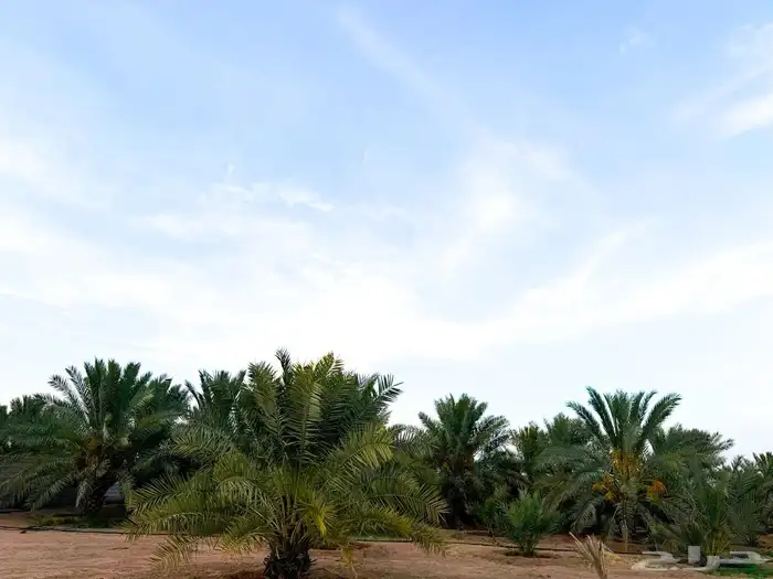 مزرعة للبيع شمال رياض الخبراء 9
