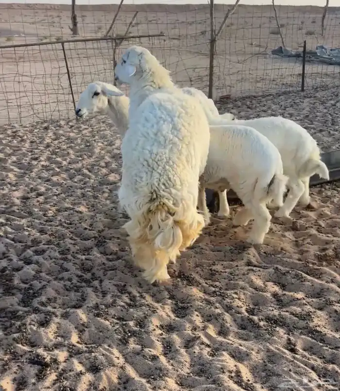 للبيع طلي حري صنف جذع مشروط وحار 0