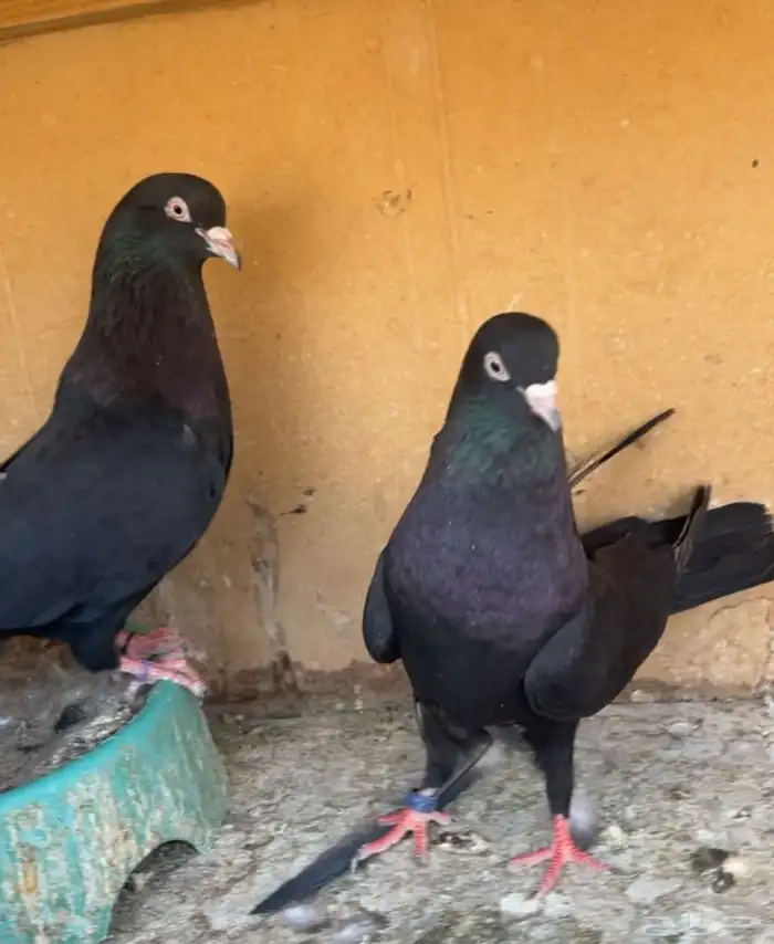 جوز قطايف للبيع 1