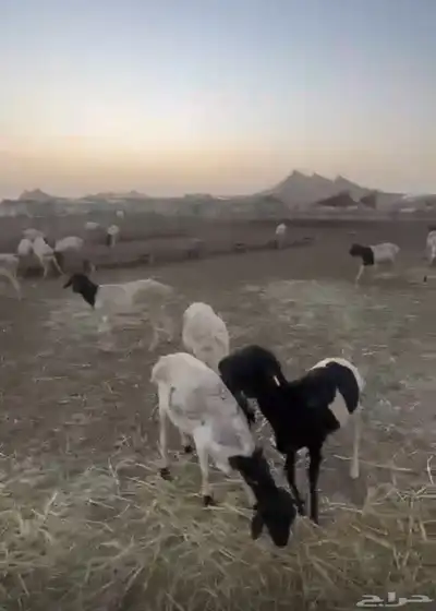 ضحيا غنم بربري صنف فل الفل 10