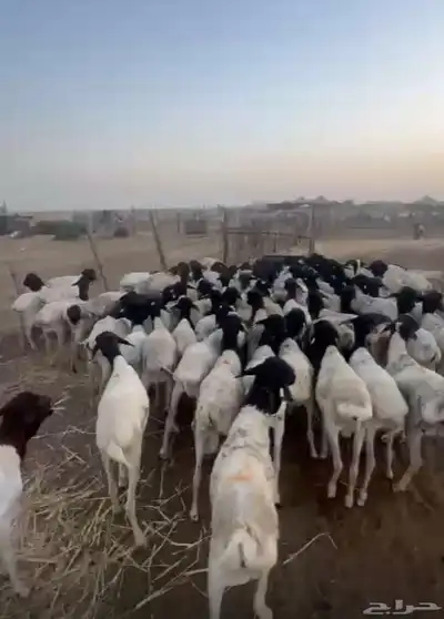 ضحيا غنم بربري صنف فل الفل 4