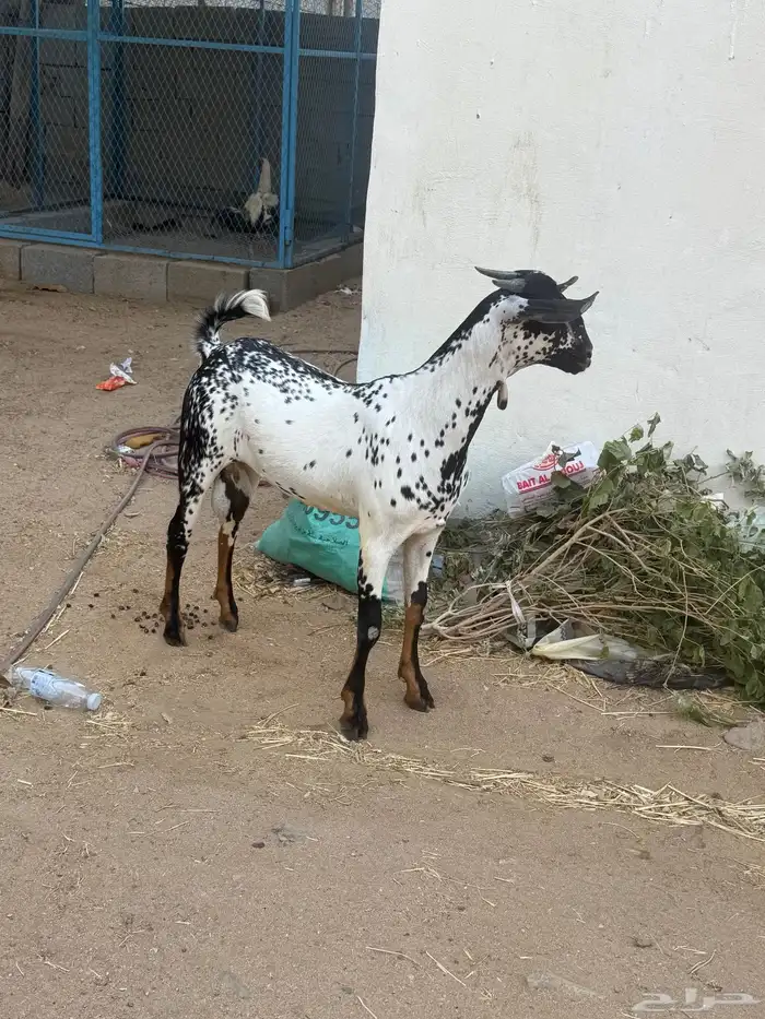 مشروع فحل بيشي امرخ 2