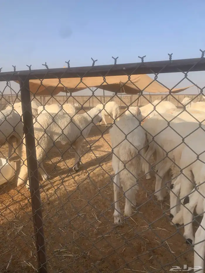 سواكن ضحايا بريه 5
