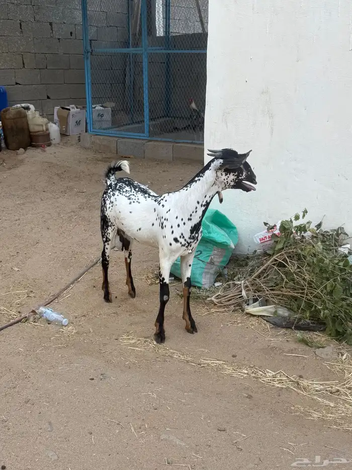 مشروع فحل بيشي امرخ 0