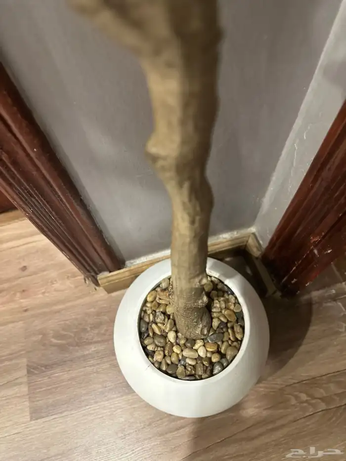 شجرة الزيتون صناعيه للبيع 3