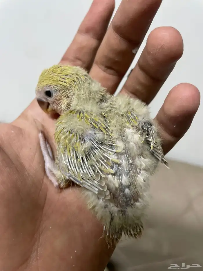 فروخ روز 1