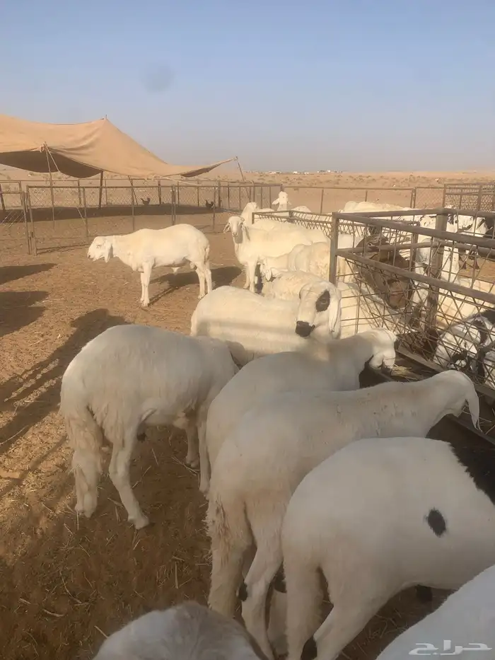 سواكن ضحايا بريه 7