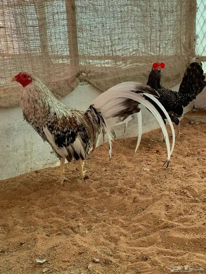 زوج دجاج تكساس Gamefowl 2