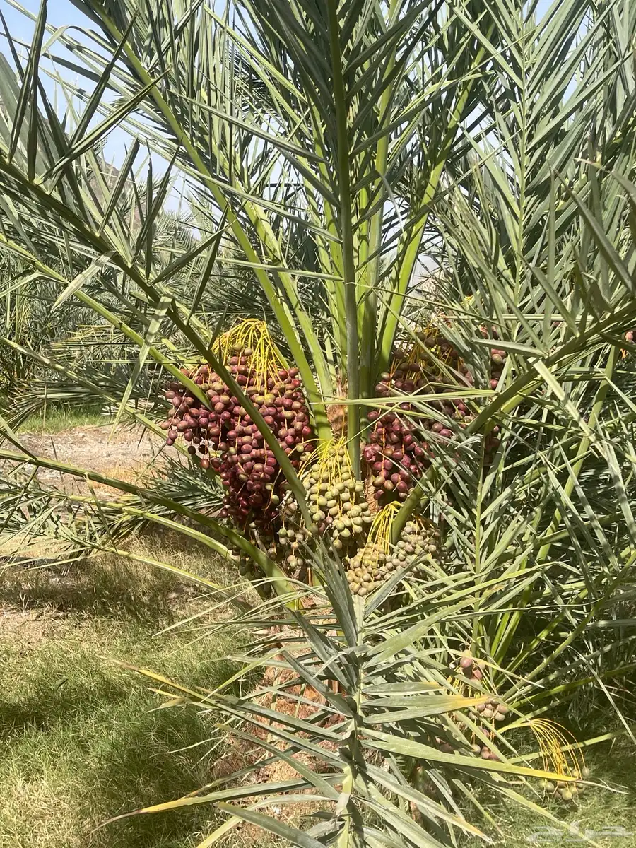 صيف عجوه 1