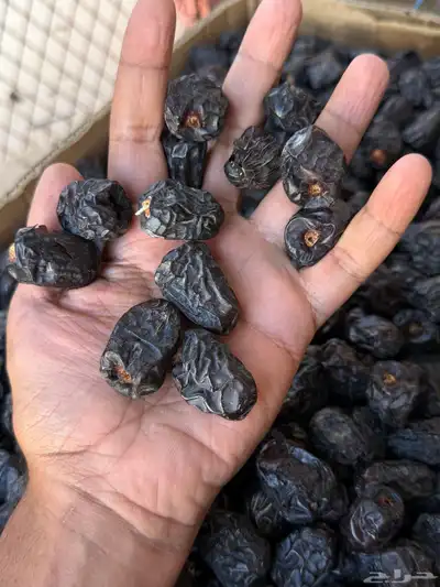 عجوا المدينه 1