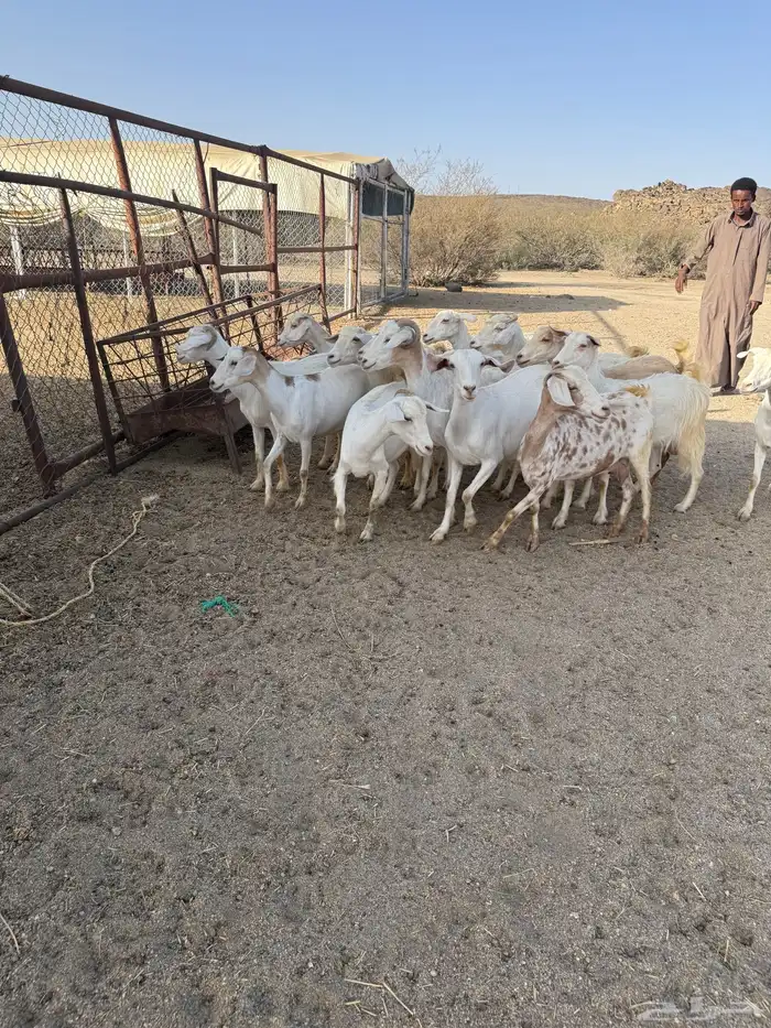 معزا كفو 3