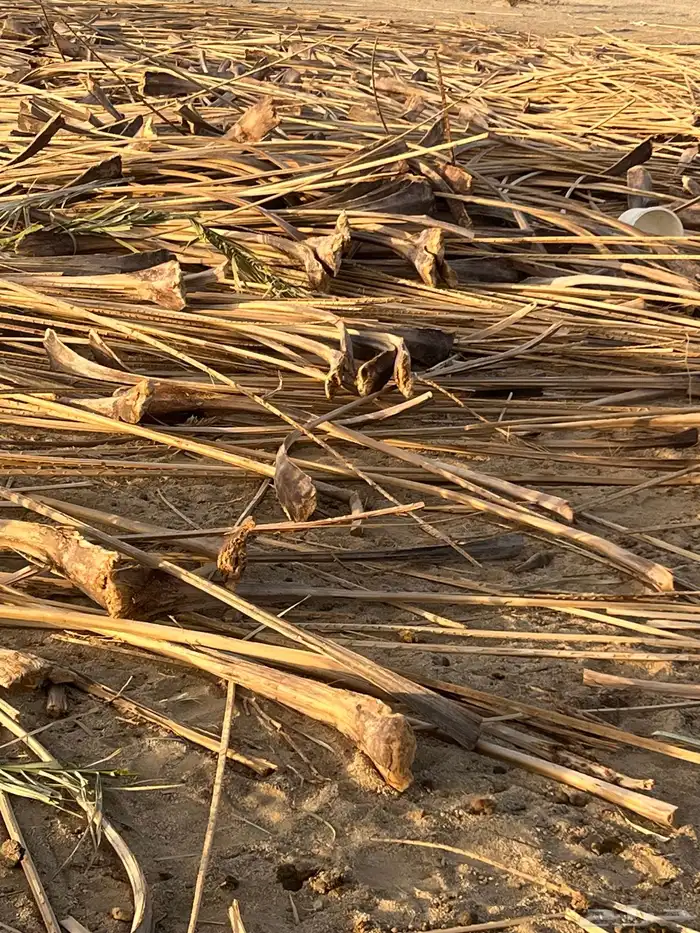 جريد نخل مجرود 1