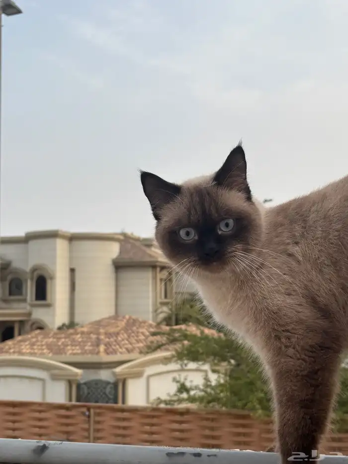 قط سيامي للتبني 1