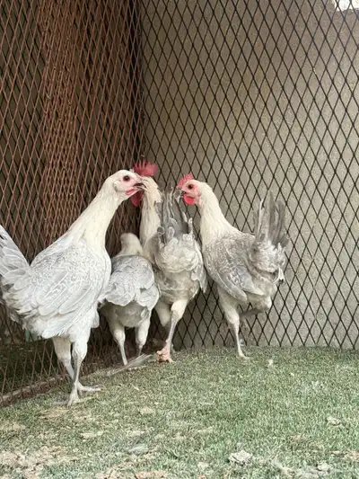 دجاج ألمنيوم فيومي 2