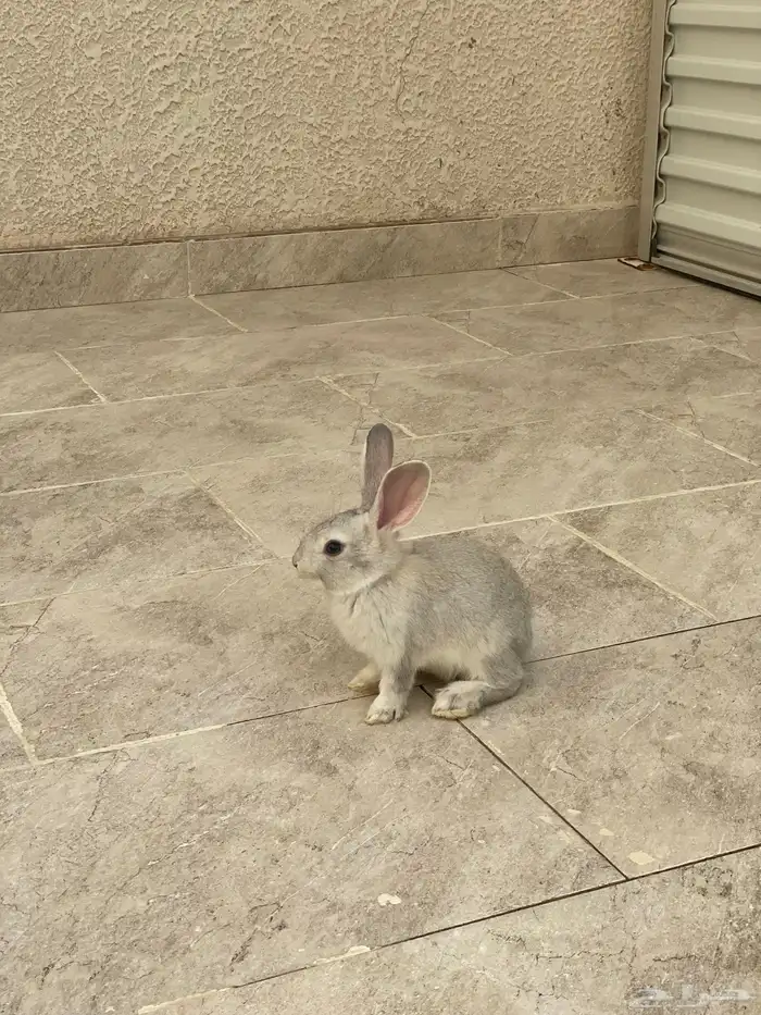 ارانب 3 شهور ذكر وانثى 0