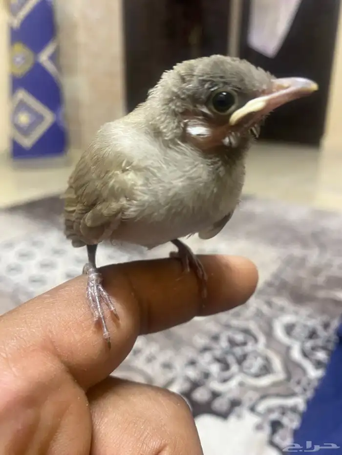فروخ بلابيل للبيع 2