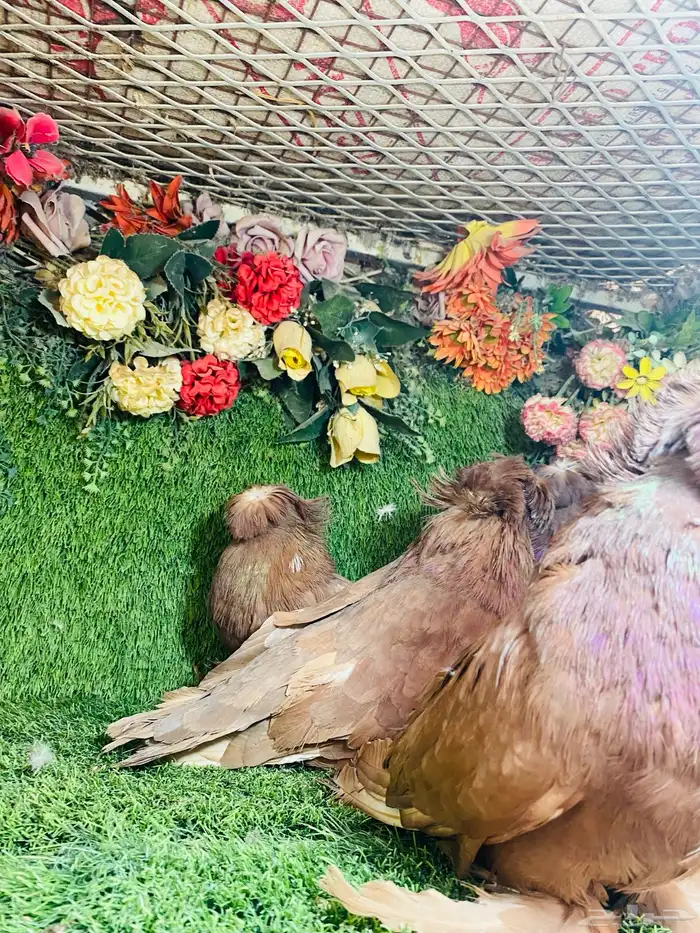 للبيع مجموعة بخارات 6