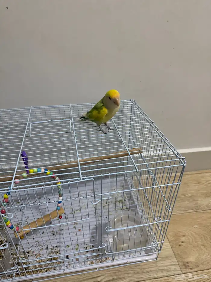 اليف ما يعض 3