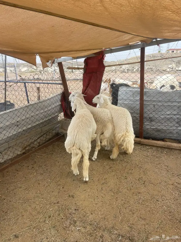 طليان ورخل اضاحي 2