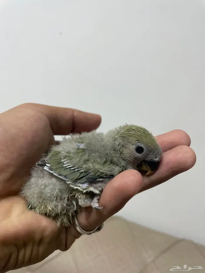 فروخ روز 6
