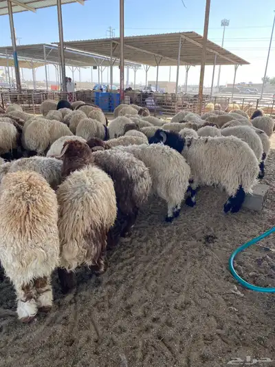 مشالله ذبايح نعيم فاخره 0