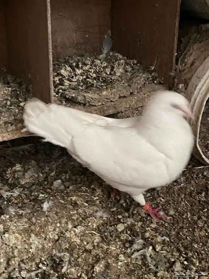 جوز حمام فرنسي معه إنتاجه 4