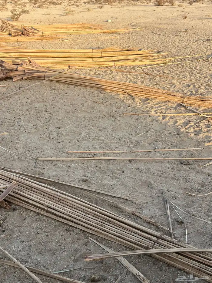 جريد نخل مجرود 2