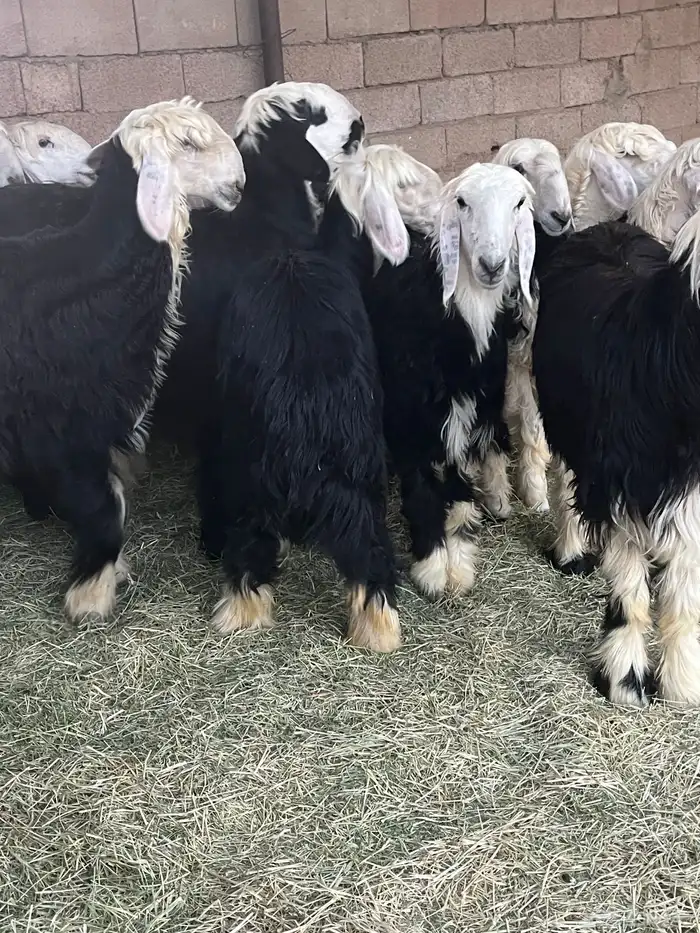 للبيع رخال جبره 2