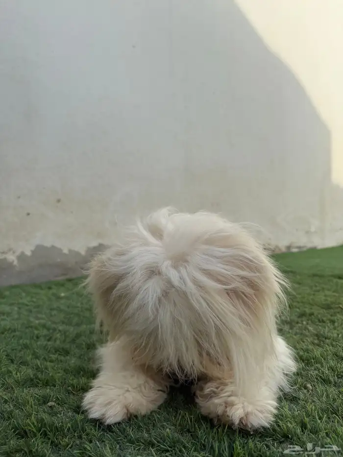 فندقة كلاب 11