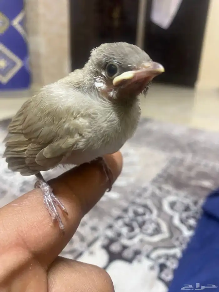 فروخ بلابيل للبيع 4