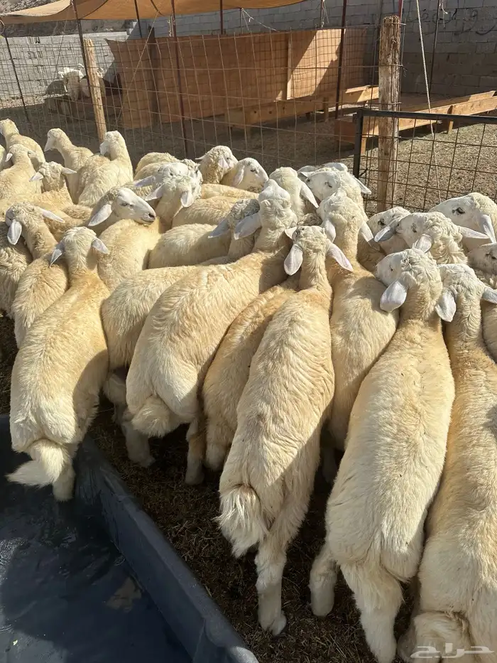 تم البيع 0