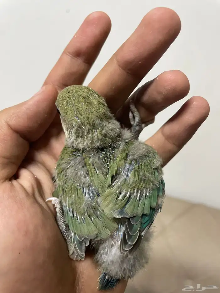 فروخ روز 3