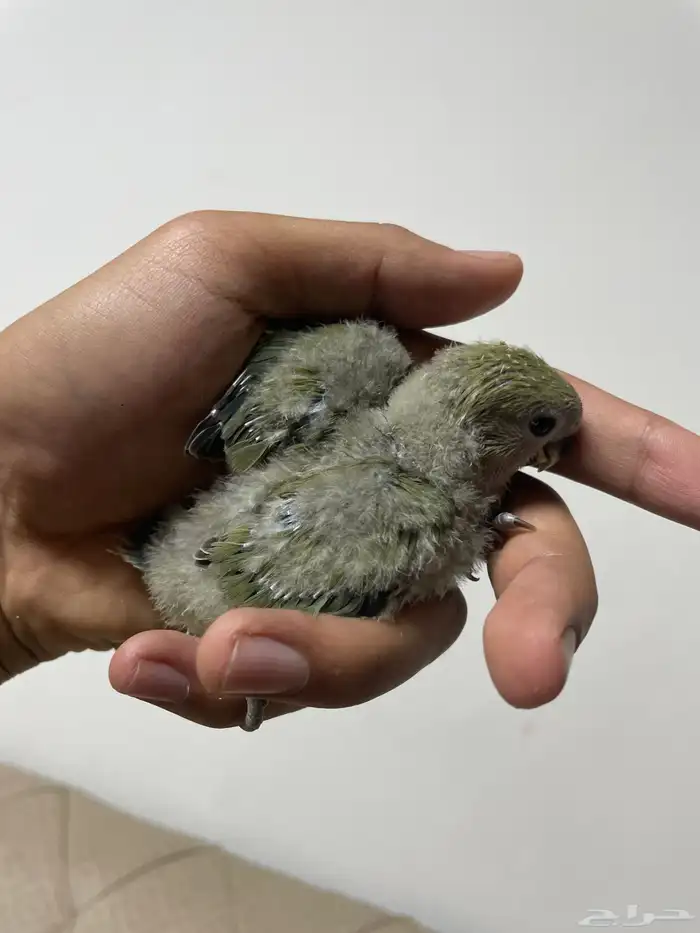 فروخ روز 4