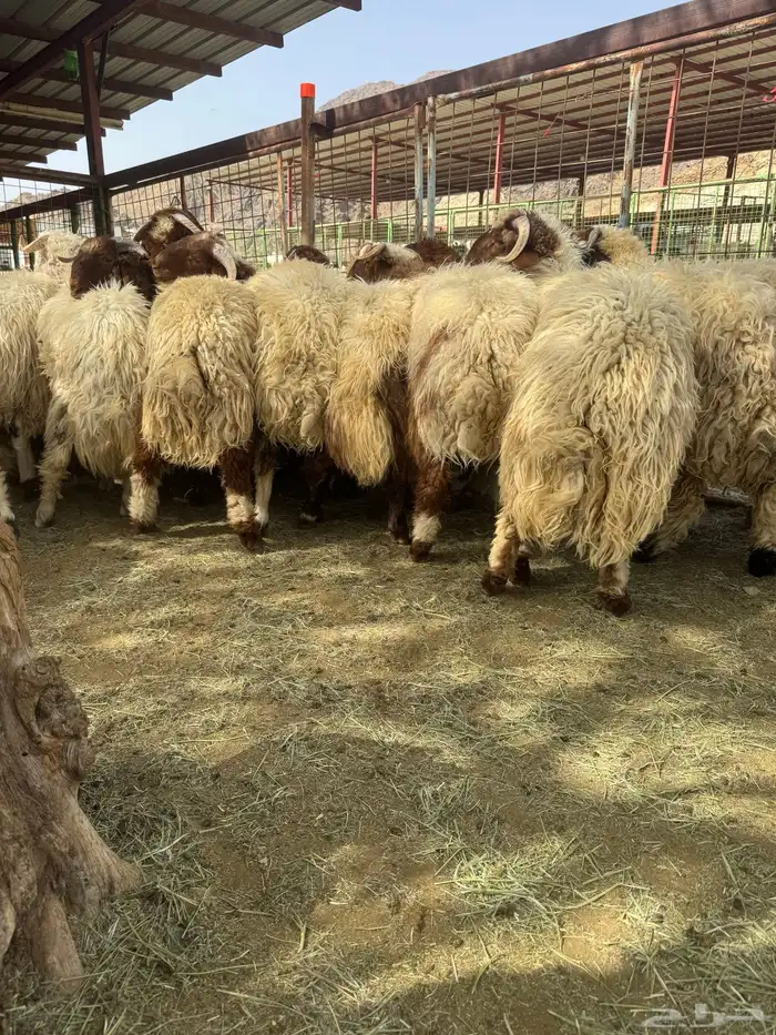طليان زواجات مناسبات 2