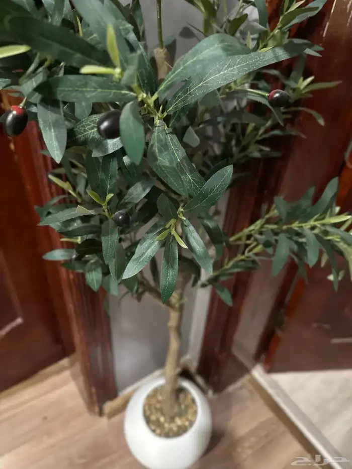 شجرة الزيتون صناعيه للبيع 0