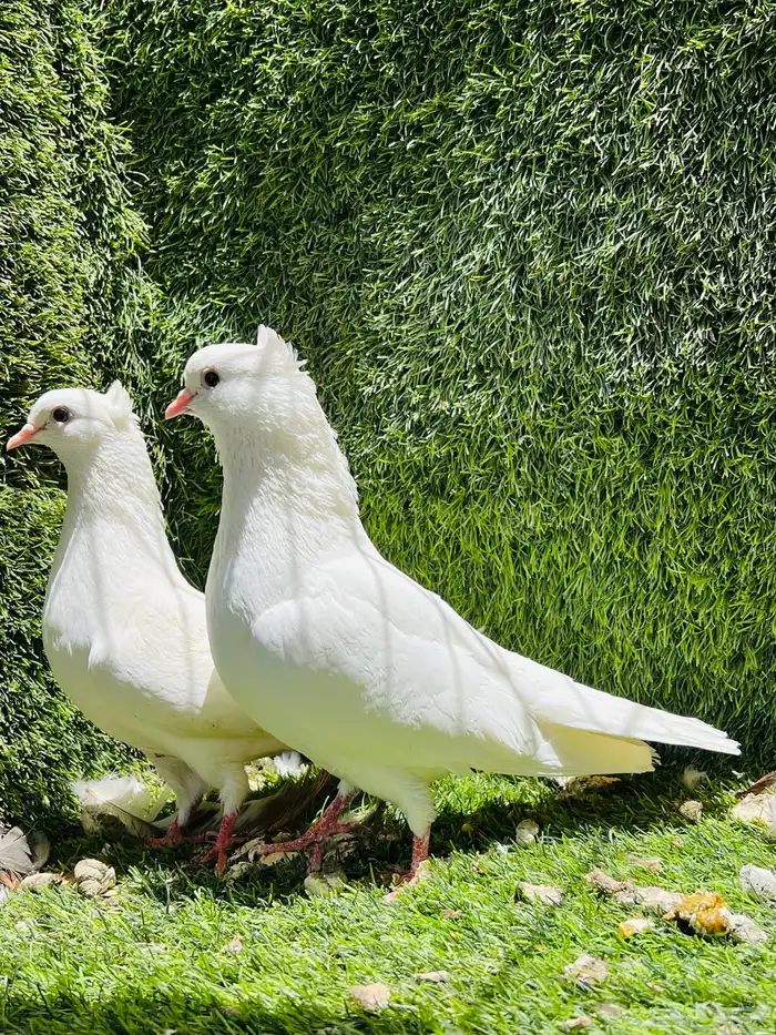 حمام قلاب قطايف 6