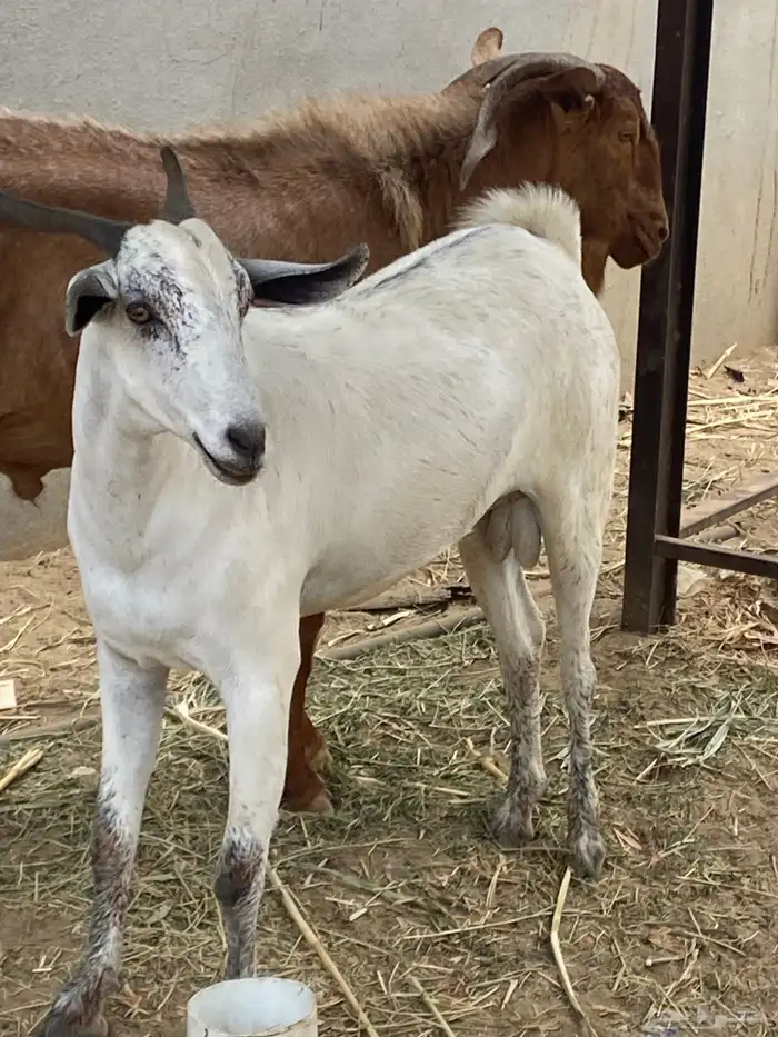 اتيس سنوي اضحيه 1